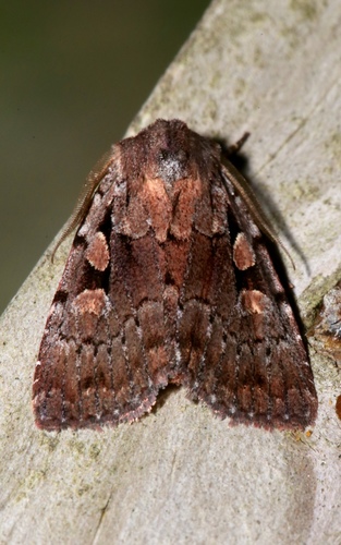 Praevia Dart