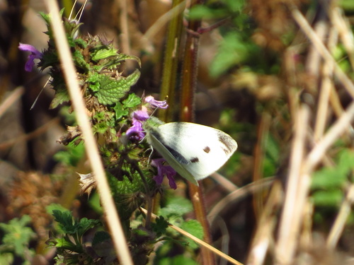 Small White