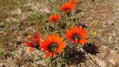 Gazania rigida, photograph (c) Paul Emms, some rights reserved (CC BY-SA)
