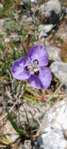 Limestone Flappie (Moraea calcicola)