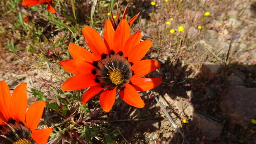 Gazania rigida, photograph 4