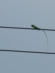 Bronchocela