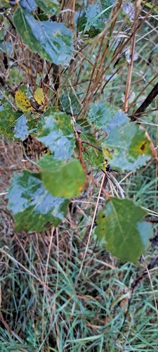 Populus tremula iNat (3)