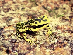 Atelopus cruciger