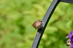 Troglodytes aedon aedon