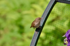 Troglodytes aedon aedon