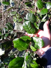 Feijoa sellowiana