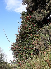 Camellia japonica