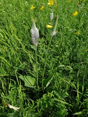 Plantago maxima