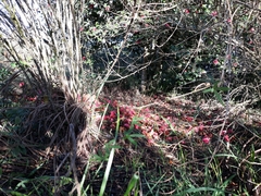 Camellia japonica