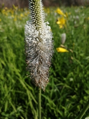 Plantago maxima