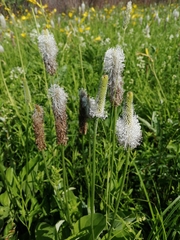 Plantago maxima