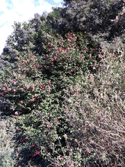 Camellia japonica