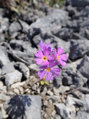 Primula laurentiana