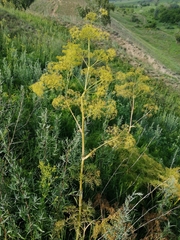 Ferula songarica