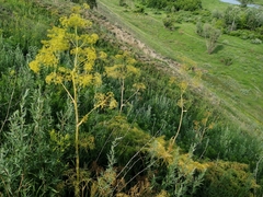 Ferula songarica