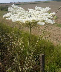 Daucus carota