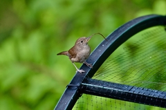 Troglodytes aedon aedon