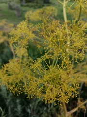 Ferula songarica