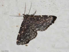 Idia scobialis