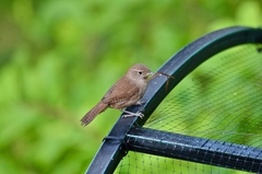 Troglodytes aedon aedon