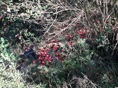 Camellia japonica