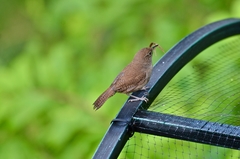 Troglodytes aedon aedon