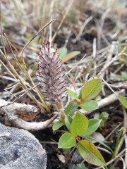 Salix arctophila