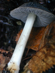 Pluteus thomsonii