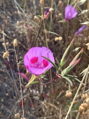 Clarkia amoena