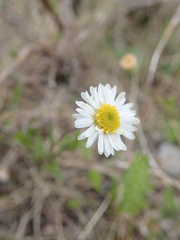 Erigeron hyssopifolius