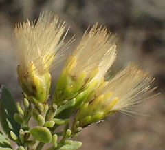 Pteronia divaricata