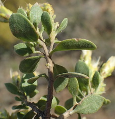Pteronia divaricata