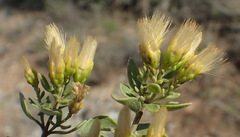 Pteronia divaricata