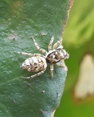 Salticus scenicus