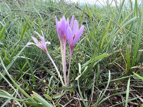 Colchicum haynaldii