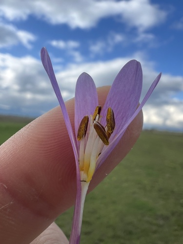 Colchicum haynaldii