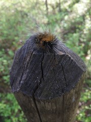 Dendrolimus superans