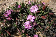 Ruschia diversifolia