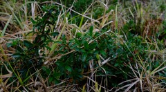 Cliffortia ferruginea