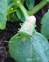 Acanthosoma haemorrhoidale