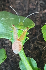 Acanthosoma haemorrhoidale