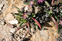 Ruschia diversifolia