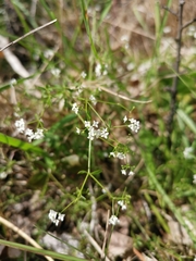 Galium debile