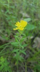 Crocanthemum canadense