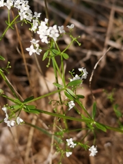 Galium debile