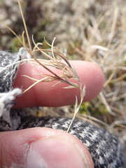 Festuca frederikseniae