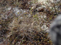 Festuca frederikseniae