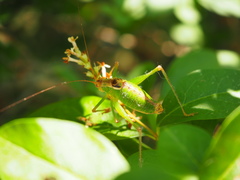 Metaplastes pulchripennis