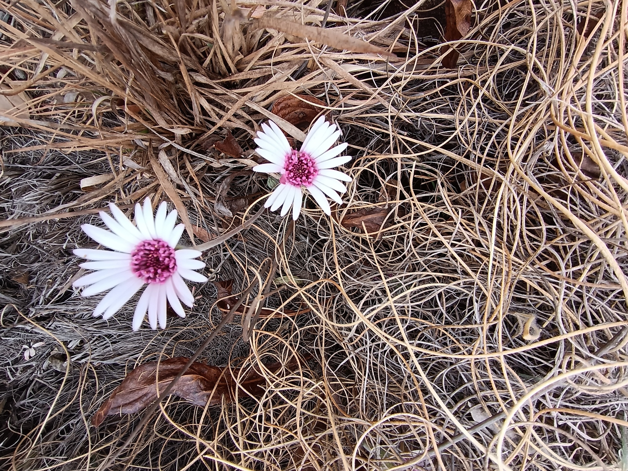 Imagem de Margarida-africana